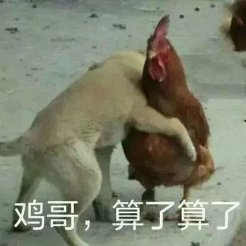 福清鸡哥爆料视频曝光事件,揭秘事件背后真相